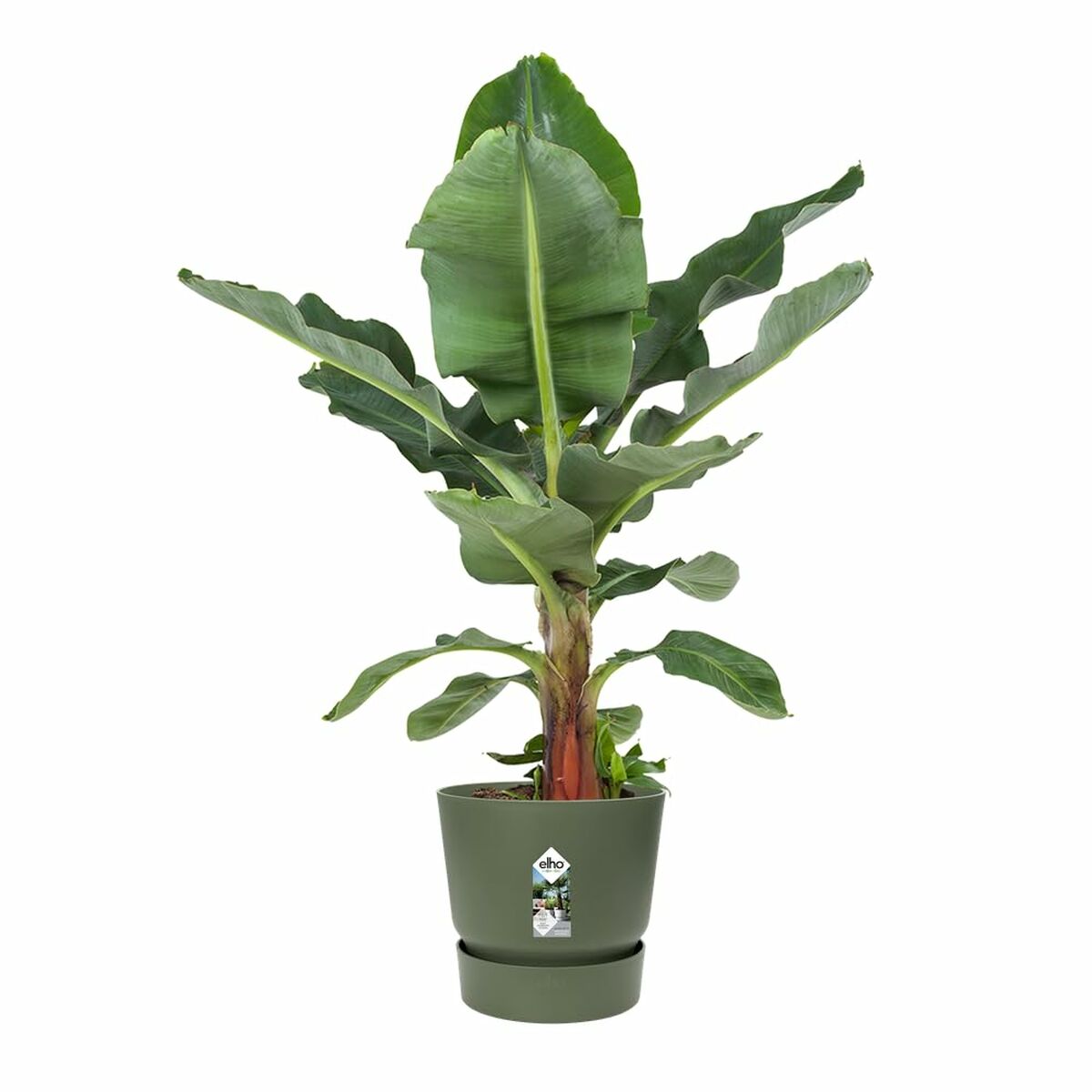 Pušķi Elho Zaļš Ø 55 cm Plastmasa
